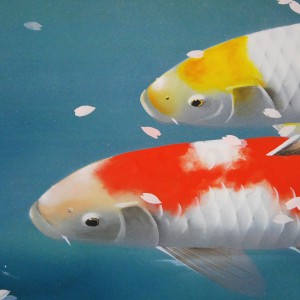 0055 Koi Fish (Carp): Cherry Blossoms / Shukou Okamoto 005