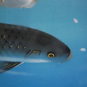 0056 Koi Fish (Carp): Cherry Blossoms / Shukou Okamoto 005