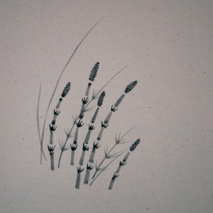 0069 Spring Thaw Fills Every River; Field Horsetails / Kaien Yano 007