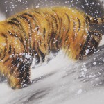 0153 Tiger in Snow Painting / Gyokuhou Horie 006