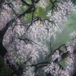 Kahou Sakakibara Cherry Blossom