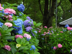 Beautiful Hydrangeas Flowers