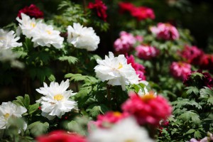 Red and White Peonies