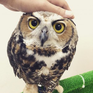 Owl Cafe