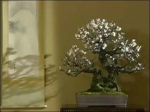 bonsai kakejiku
