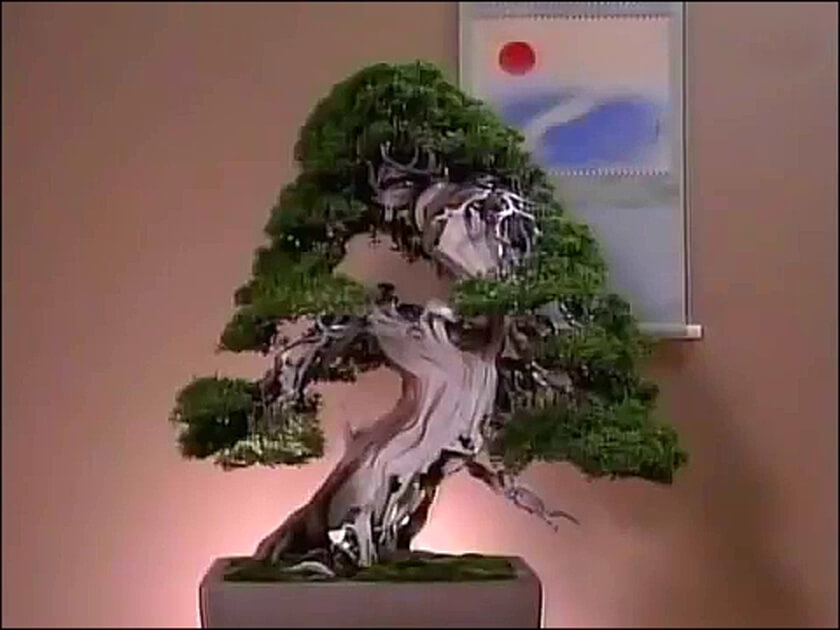 bonsai kakejiku