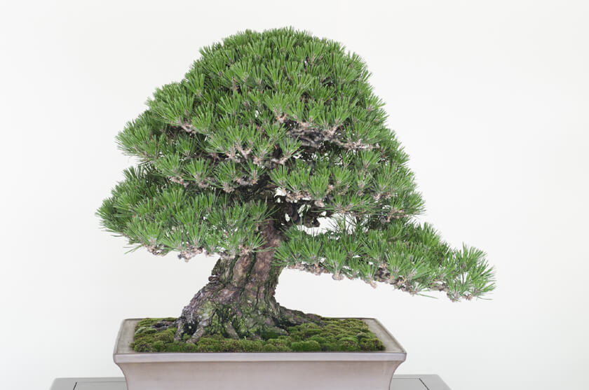 bonsai kakejiku