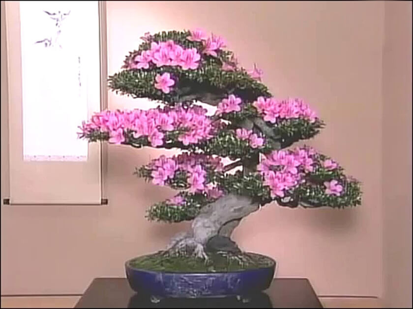 bonsai kakejiku