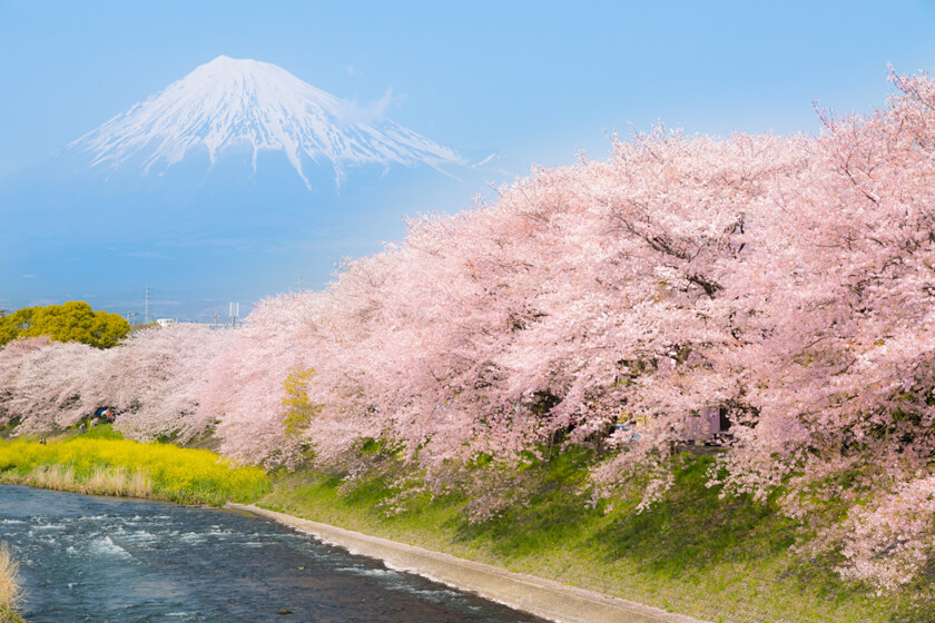 sakura