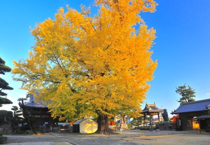 Jizo-ji the Giant Ginkgo
