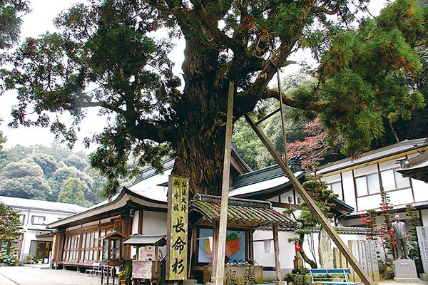 Gokuraku-ji The Cedar of Eternal Life